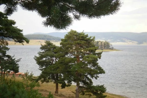 Бор край брега на язовир Батак