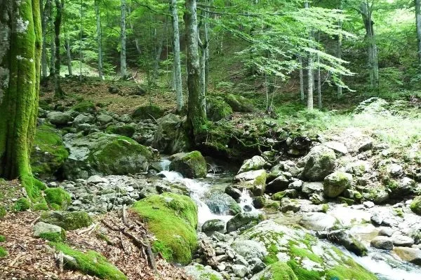 Планински поток сред мъхестите камъни край Априлци