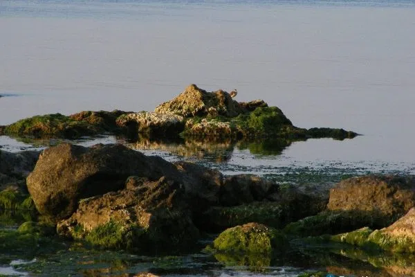Обрасли скали в морето край Граничар