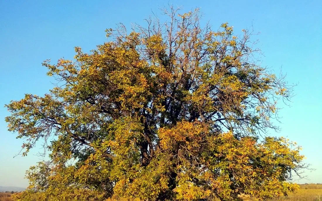 Карабунар