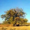 Карабунар