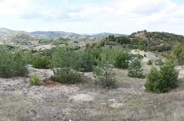 Високопланинско пасище с хвойна в Родопите