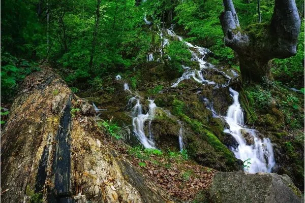 Поток по обрасъл с мъх камък в гората