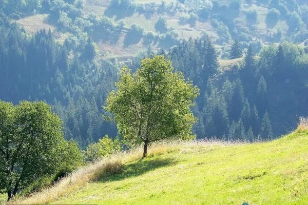 Зелени склонове с самотно дърво край Гела