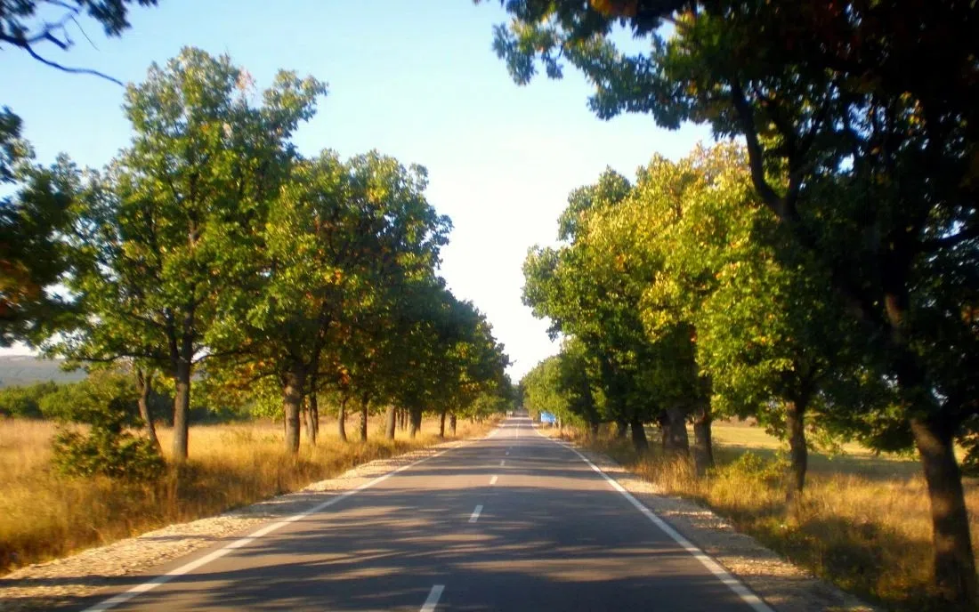 Кладоруб