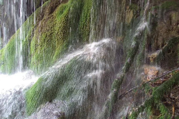 Мъхеста скала и водни струи при Крушунските водопади