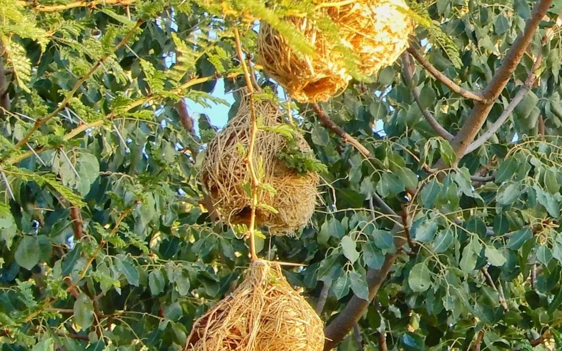 Ботсвана