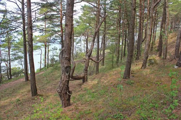 Крайбрежна борова гора на остров Сааремаа в Естония