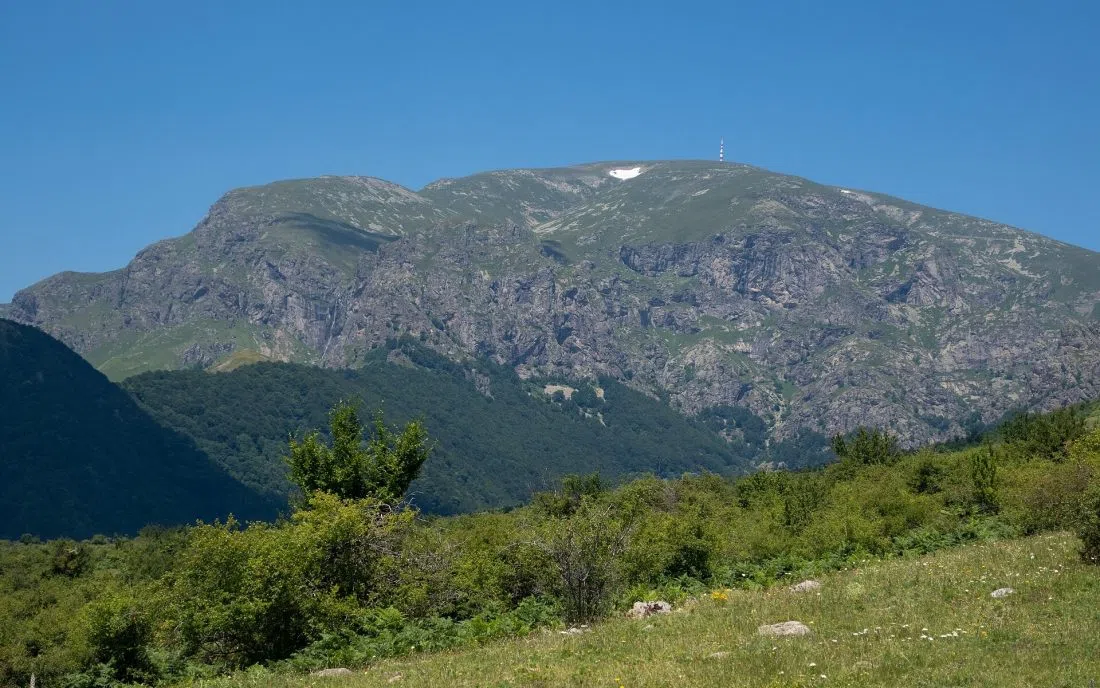 Борущица