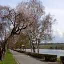 Ремих