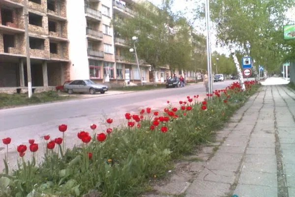 Главна улица в Завет с пролетни лалета край тротоара