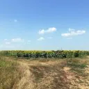 Полетковци